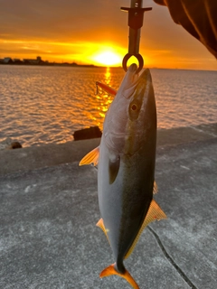 ハマチの釣果