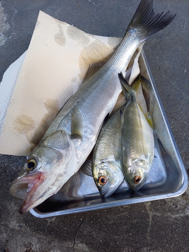 シーバスの釣果