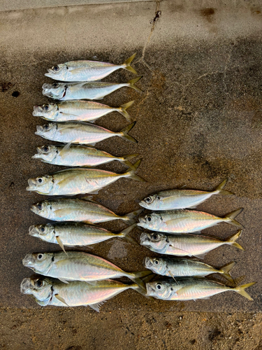 アジの釣果