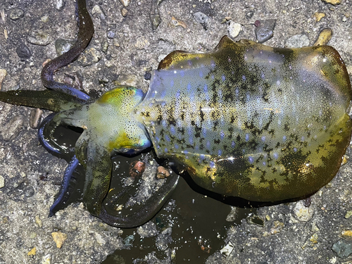 アオリイカの釣果