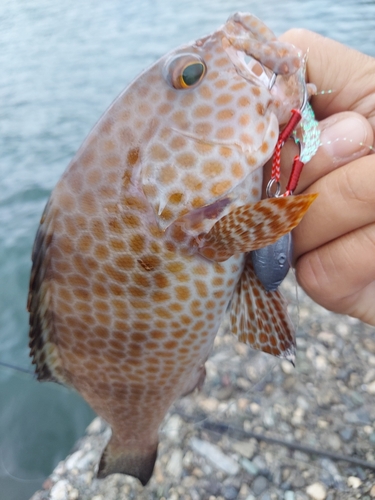 オオモンハタの釣果