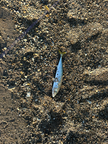 雄物川河口