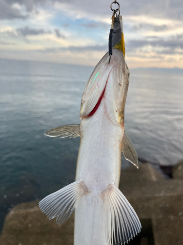 エソの釣果