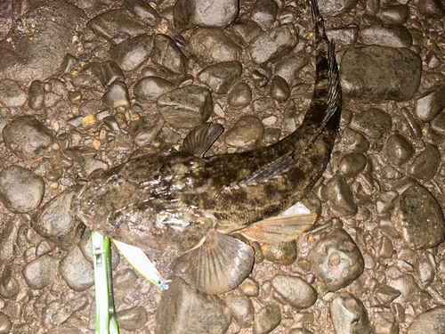 マゴチの釣果