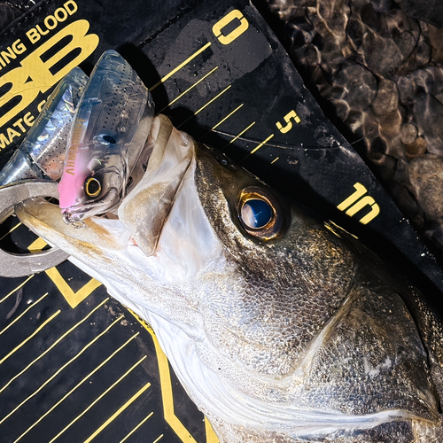 シーバスの釣果