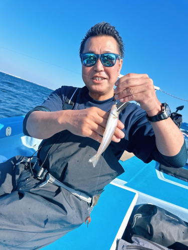 シロギスの釣果