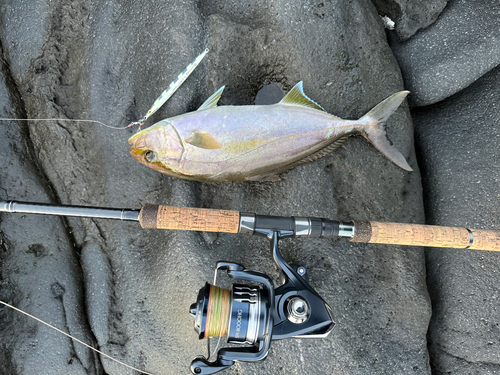 ショゴの釣果