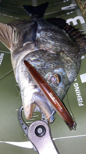 クロダイの釣果