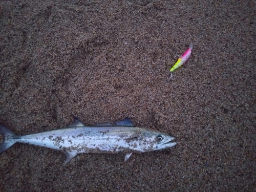 サゴシの釣果