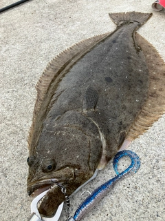 ヒラメの釣果