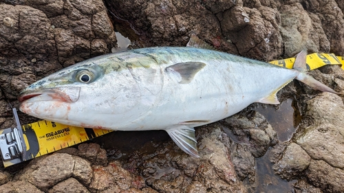 ブリの釣果