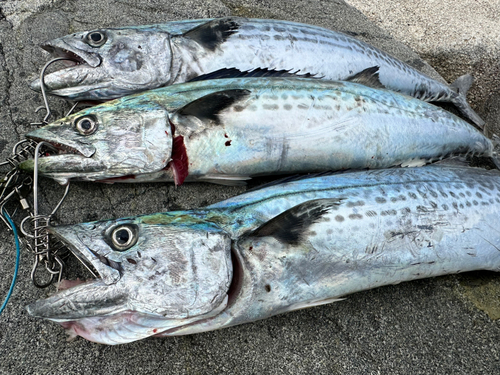 サゴシの釣果