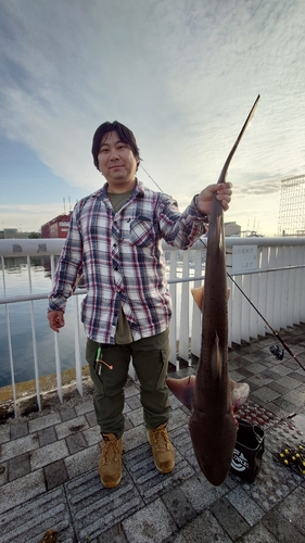 ドチザメの釣果