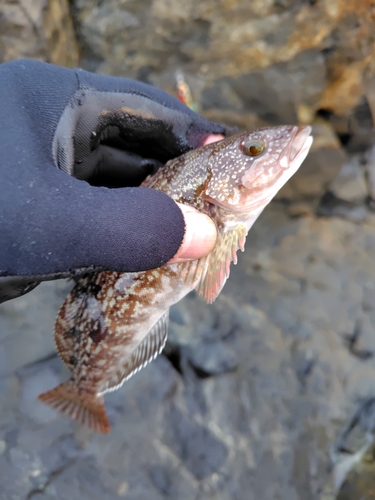 アイナメの釣果