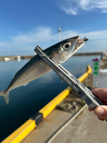 サバの釣果