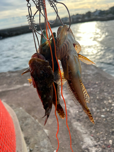 アナハゼの釣果