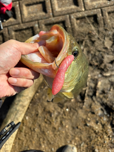 ラージマウスバスの釣果