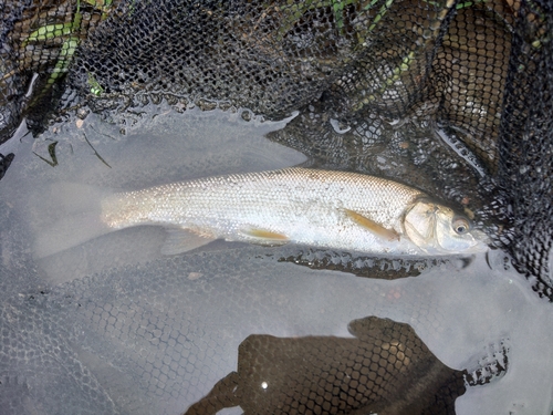 ウグイの釣果