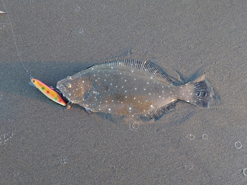 ソゲの釣果