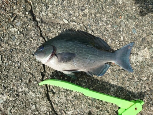 メジナの釣果