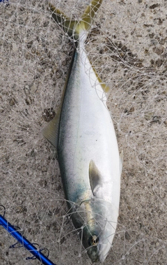 ハマチの釣果