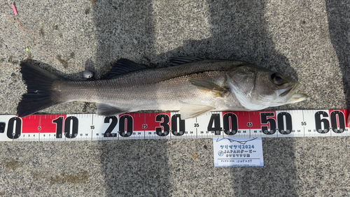 シーバスの釣果