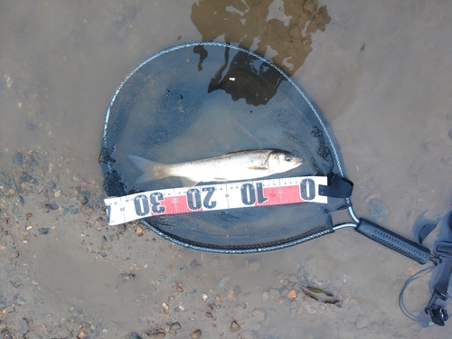 ウグイの釣果