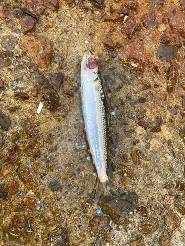 イワシの釣果