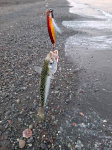 サバの釣果