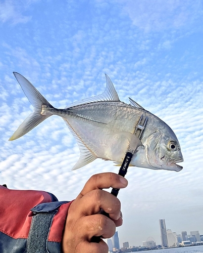 ギンガメアジの釣果