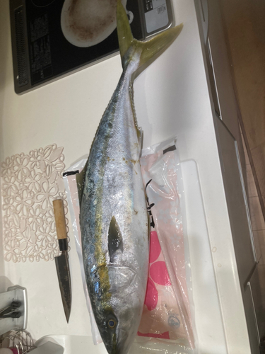 ヤズの釣果