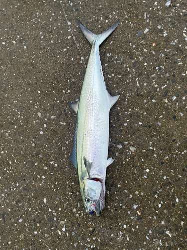 サゴシの釣果