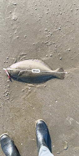 ヒラメの釣果