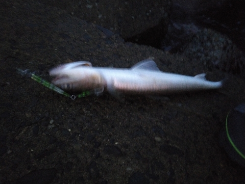 エソの釣果