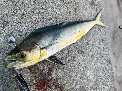 シイラの釣果