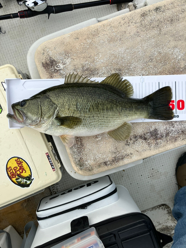 ブラックバスの釣果