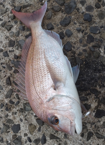 マダイの釣果