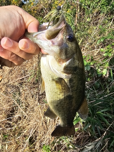 ラージマウスバスの釣果