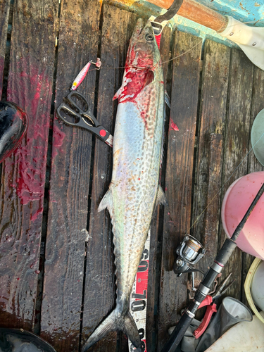 サワラの釣果