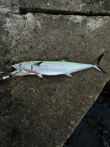 サゴシの釣果