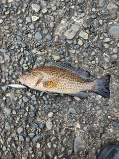 オオモンハタの釣果