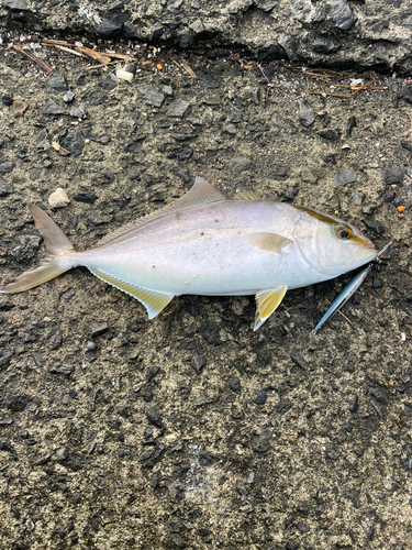 鹿児島湾南部