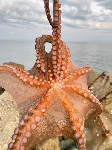 タコの釣果