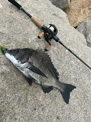 クロダイの釣果