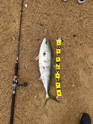 ハマチの釣果