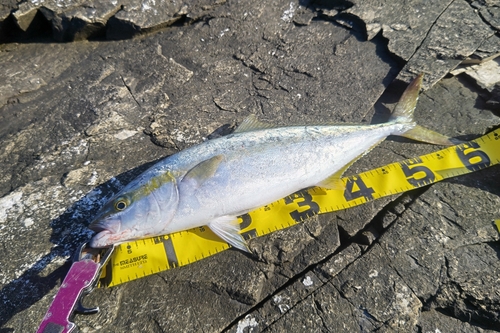 ヒラマサの釣果