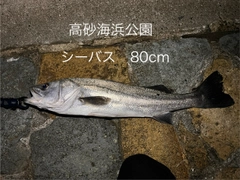 スズキの釣果