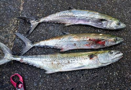 サゴシの釣果