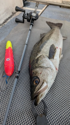 スズキの釣果