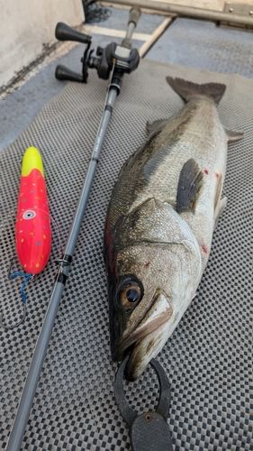 スズキの釣果